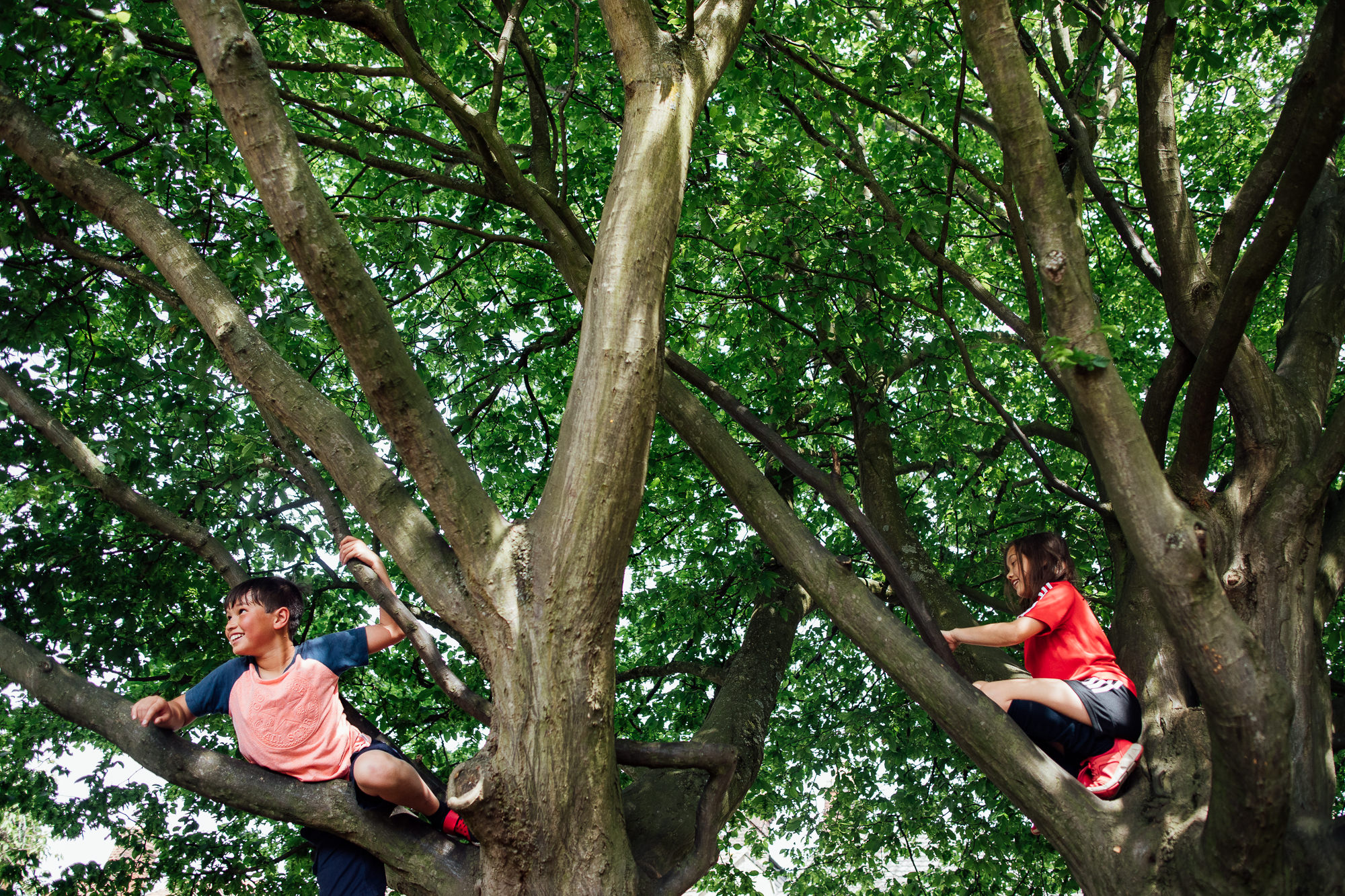 Climbing trees documentary family photography St Albans