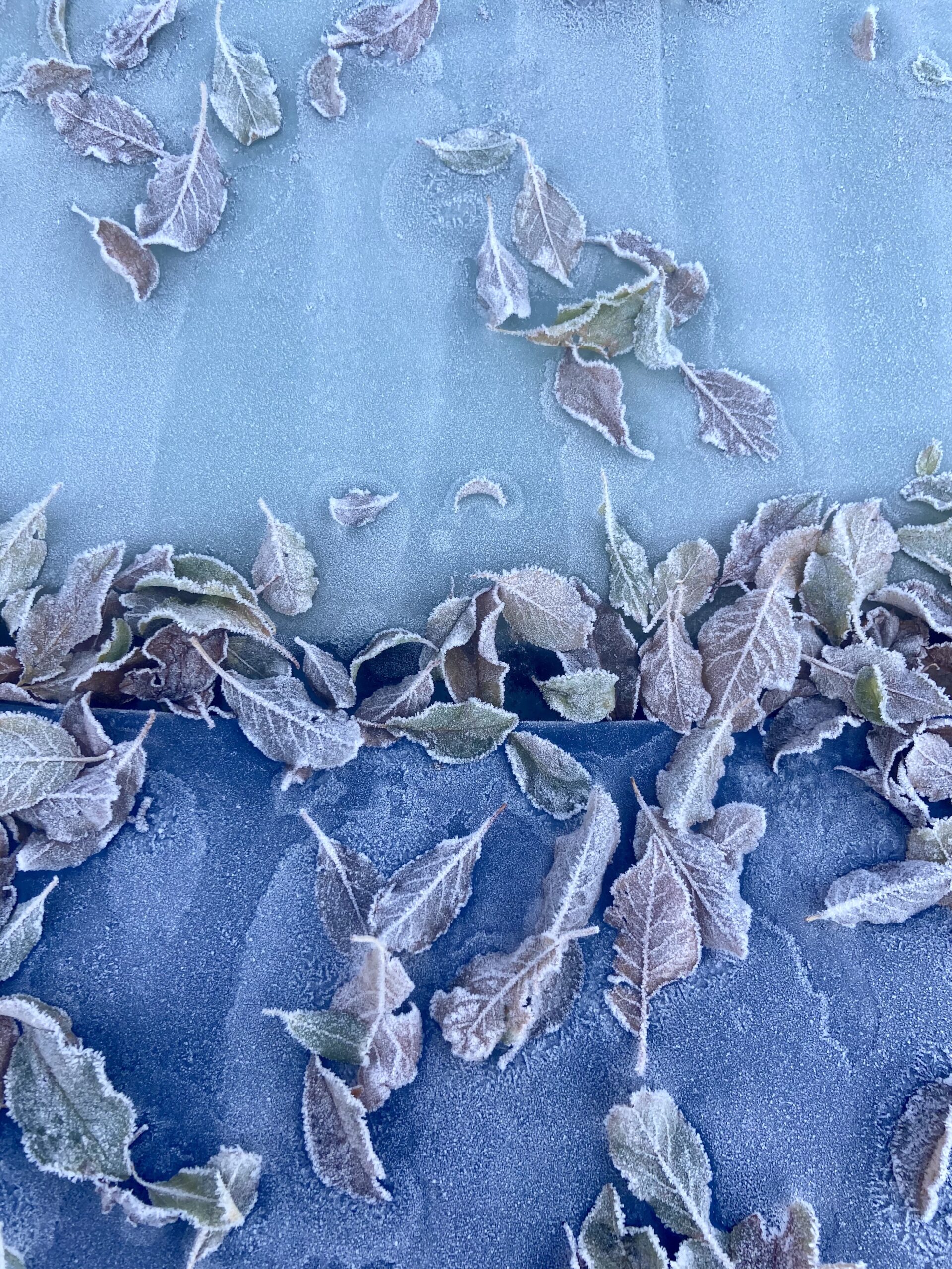 Interesting effect of leaves frozen onto a car window taken with iphone